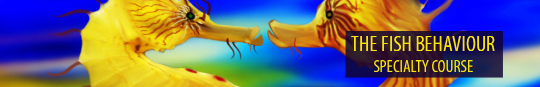 Dive Cozumel VIP for VIP Private Customised Scuba Diving in Cozumel - Fish Behaviour Specialty Course