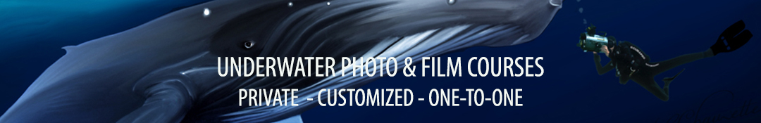 Dive Cozumel VIP - Professional Private Diving in Cozumel & Private Underwater Photo & Film Courses